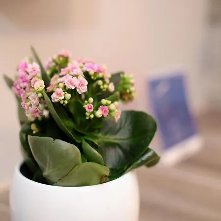 Lägenhet Ana